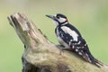 Great spotted woodpecker (dendrocopos major)