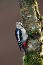 Great Spotted Woodpecker perching on a mossy tree trunk