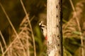 Great Spotted Woodpecker, Dendrocopos major, perching on telegraph pole