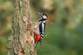 The great spotted woodpecker (Dendrocopos major) seating on a trunk Royalty Free Stock Photo