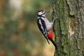 The great spotted woodpecker (Dendrocopos major) seating on a trunk Royalty Free Stock Photo