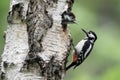 Great-spotted woodpecker, Dendrocopos major Royalty Free Stock Photo