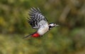 Great-spotted woodpecker, Dendrocopos major