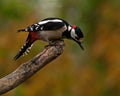 The great spotted woodpecker, Dendrocopos major male Royalty Free Stock Photo