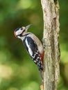 The Great Spotted Woodpecker, Dendrocopos major is sitting on the branch of tree Royalty Free Stock Photo