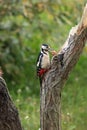 The great spotted woodpecker Dendrocopos major sitting on a dry branch of walnut in its beak Royalty Free Stock Photo