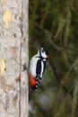 The great spotted woodpecker Dendrocopos major sitting on the dry trunk. Typical view of large woodpecker birds in the taiga. Royalty Free Stock Photo