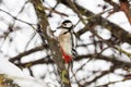 Great spotted woodpecker (Dendrocopos major) sitting on the snowy branch