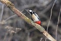 The great spotted woodpecker strongly craned its neck along the branches.