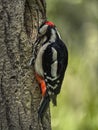 Great Spotted Woodpecker, Dendrocopos major, on tree next to hole Royalty Free Stock Photo