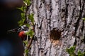 Great spotted woodpecker, Dendrocopos major on tree trunk. Royalty Free Stock Photo