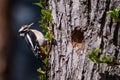 Great spotted woodpecker, Dendrocopos major on tree trunk. Royalty Free Stock Photo