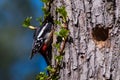 Great spotted woodpecker, Dendrocopos major on tree trunk. Royalty Free Stock Photo