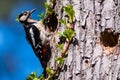 Great spotted woodpecker, Dendrocopos major on tree trunk. Royalty Free Stock Photo