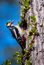 Great spotted woodpecker, Dendrocopos major on tree trunk. Royalty Free Stock Photo