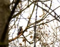 Great Spotted Woodpecker (Dendrocopos major) in a tree in winter