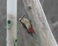 Great Spotted Woodpecker Dendrocopos major visiting bird feeder early on frosty morning