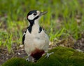 Great spotted woodpecker (Dendrocopos major)