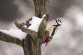 Great Spotted Woodpecker, Dendrocopos major, in wintersnow Royalty Free Stock Photo