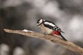 Great Spotted Woodpecker, Dendrocopos major, in wintersnow Royalty Free Stock Photo