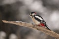 Great Spotted Woodpecker, Dendrocopos major, in wintersnow Royalty Free Stock Photo