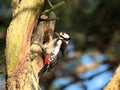 Great spotted woodpecker - Dendrocopos major