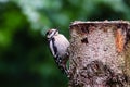 Great spotted woodpecker Dendrocopos major young bird digs tree profile portrait. Woodpecker with trees forest out of focus Royalty Free Stock Photo