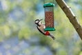 Great Spotted Woodpecker, Dendrocopus major - Spechten Picidae eating peanuts form a feeder Royalty Free Stock Photo