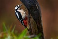 Great Spotted Woodpecker, Detail Close-up Portrait Of Birds Head With Red Cap. Black And White Animal In The Forest Habitat With