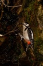 Great Spotted Woodpecker drinking water at a spring.