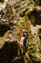 Great Spotted Woodpecker drinking water at a spring.