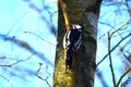 Great spotted woodpecker