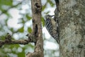 Great Spotted Woodpecker foraging for insects Royalty Free Stock Photo