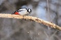 The great spotted woodpecker gouges a dry branch in search of insects flinders fly away in all directions. Royalty Free Stock Photo