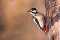 Great spotted woodpecker griping to the tree in garden and looking aside