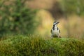 Great Spotted Woodpecker sit and look around curiously, Dendrocopus major Royalty Free Stock Photo