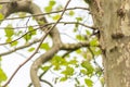 Great spotted woodpecker at his nest in a hole in a tree trunk of a forest has red feathers and a strong beak as European bird