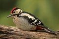 Great spotted woodpecker juvenile warm feelings Royalty Free Stock Photo