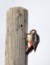 Great spotted woodpecker latin: Dendrocopus major eating on a Royalty Free Stock Photo