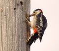 Great spotted woodpecker latin: Dendrocopus major eating on a Royalty Free Stock Photo