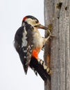 Great spotted woodpecker latin: Dendrocopus major eating on a Royalty Free Stock Photo