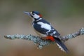 Great spotted Woodpecker on a Lichen covered perch