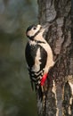 Great Spotted Woodpecker (Male) Royalty Free Stock Photo