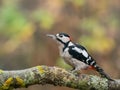 Great Spotted Woodpecker Male on Tree Branch