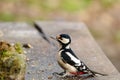 Great-spotted woodpecker Royalty Free Stock Photo