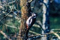 Great spotted woodpecker perched on a tree trunk in a deciduous forest Royalty Free Stock Photo