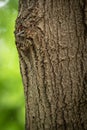 Great spotted woodpecker`s young chick looking out from the nest