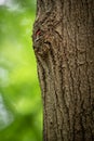 Great spotted woodpecker`s young chick looking out from the nest