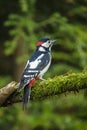 Great Spotted Woodpecker sit and look around curiously, Dendrocopus major Royalty Free Stock Photo
