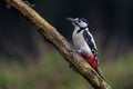 Great Spotted Woodpecker sit and look around curiously, Dendrocopus major Royalty Free Stock Photo